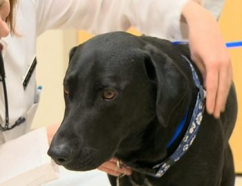 Cancer in Labrador Retrievers
