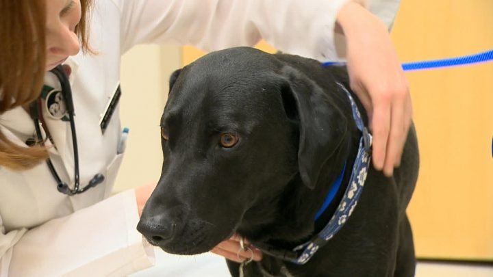 Cancer in Labrador Retrievers